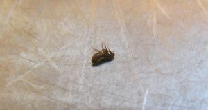 Close-up of a small, brown insect on a textured, metallic surface. Its legs and antennae are visible, and its body appears shiny. The background shows random scratches and marks—an ideal candidate for expert pest control to ensure your home remains bug-free.
