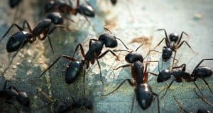 Close-up of several black ants on a rough, textured surface. The ants are clustered together, some facing one another, suggesting interaction or communication. The lighting highlights their shiny bodies and legs—a sight that might have you considering home insect removal.