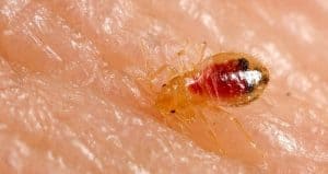 Close-up of a bed bug, with a transparent, reddish-brown body, crawling on human skin. This image highlights the urgent need for effective pest removal to protect your home and health.