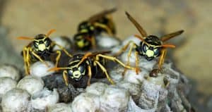 Close-up of several wasps perched on a nest, showcasing their black and yellow striped bodies and translucent wings. The papery nest highlights the need for professional home insect removal, with each wasp facing forward in stark detail.
