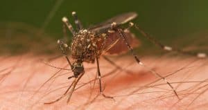 Close-up of a mosquito with long legs and translucent wings, feeding on human skin, highlighting the need for effective pest control. The background is a blurred green, emphasizing its invasive presence.