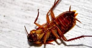 Close-up of a cockroach lying on its back on a white surface, waiting for pest removal. The insect's legs and antennae are visible, with a shiny brown body and distinct segmented appearance.