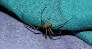 A brown spider with long legs crawls on a blue and teal fabric surface, a reminder of the importance of pest control to maintain a comfortable home environment.