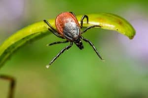 Close-up of a tick with a red and black body, crawling on a green leaf. The background is blurred, emphasizing the tick's detailed features—a vivid reminder of the importance of pest control.