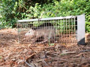 A possum is caught in a metal cage trap, set outdoors on a bed of pine needles, surrounded by green leafy bushes, showcasing effective pest removal.