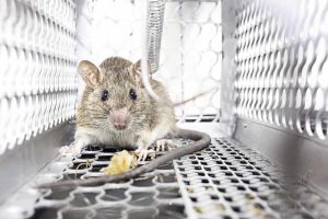 A rat inside a metal cage trap with lattice sides, resembling a scene from a pest removal operation. The rat stands on a mesh surface, focused on a piece of food, its detailed fur texture and curious expression vividly captured.