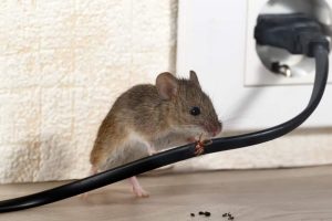 A small mouse is nibbling on a black electrical cord near a power outlet, with a wall in the background. There are a few small black droppings on the wooden surface beneath the mouse—time for some expert pest control to keep your home safe and clean.