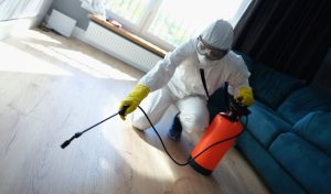 A person wearing protective gear and yellow gloves is kneeling on a wooden floor, using a sprayer for pest control. A large window and blue sofa are visible in the background, setting the scene for thorough bed bug removal or comprehensive pest treatment.