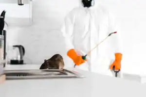 Rat infestation in a residential kitchen in Sussex County, New Jersey, being professionally removed by Prestige Pest Unit. Pest control experts safely handle rodents, prevent damage, and ensure a hygienic home environment.