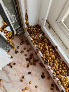Dozens of ladybugs clustered and scattered along the corner of a white window frame and on a marble-tiled floor inside a building in NJ, highlighting the need for pest control services Franklin residents can trust.