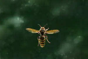 A close-up of a wasp flying with its wings spread, set against a blurred dark green background—an image highlighting why pest control services Franklin, NJ are essential.