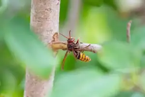 A close-up of a wasp perched on a thin tree branch, with green leaves and blurred foliage in the background—a vivid reminder of why pest control services in Franklin, NJ are essential to keep these stinging insects at bay.