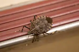 A close-up of a brown marmorated stink bug with mottled brown and tan markings crawling on a maroon and silver metal surface in NJ, highlighting the need for pest control services Franklin.