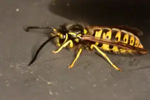 A close-up image of a yellow jacket wasp with black and yellow stripes on its body, standing on a dark surface—a common sight prompting many to seek pest control services in Franklin, NJ.