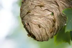 A close-up of a large wasp nest hanging from a tree branch in Franklin, NJ, with several yellow and black wasps crawling on its textured surface—perfect for those seeking pest control services. Green leaves and a blurred background are visible.