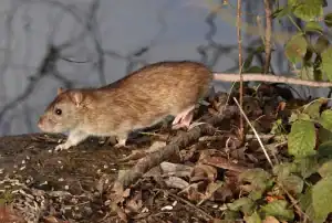 A brown rat walks on the ground near a body of water, surrounded by dry leaves, twigs, and green plants—a common sight that highlights the need for pest control in Franklin, NJ.