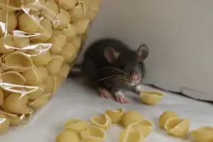 A small black rat is sitting on a white surface next to a clear bag of shell pasta, with some pasta shells scattered around—an issue that highlights the need for pest control Franklin, NJ homeowners can trust.